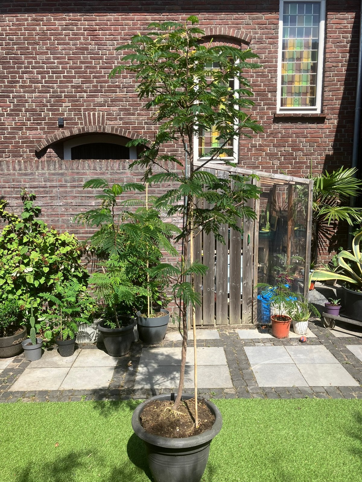 Albiza lophanta slaapboom, Tuin en Terras, Planten | Bomen, Volle zon, Bloeit niet, 100 tot 250 cm, Overige soorten