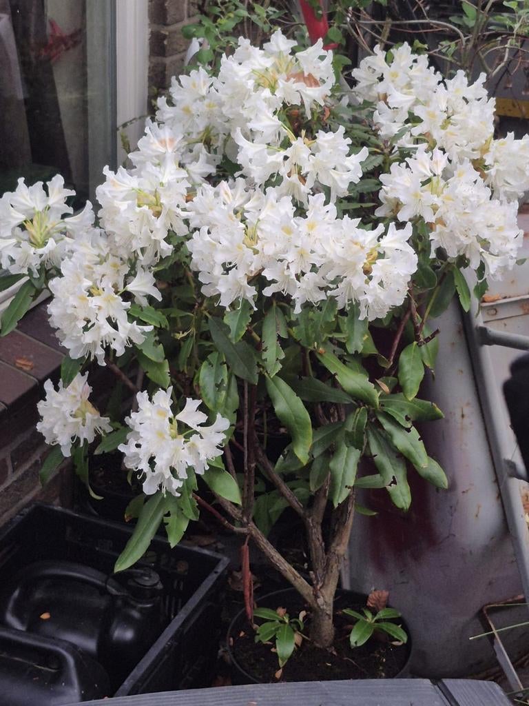 Prachtige witte Rhododendron in bloei, Ophalen