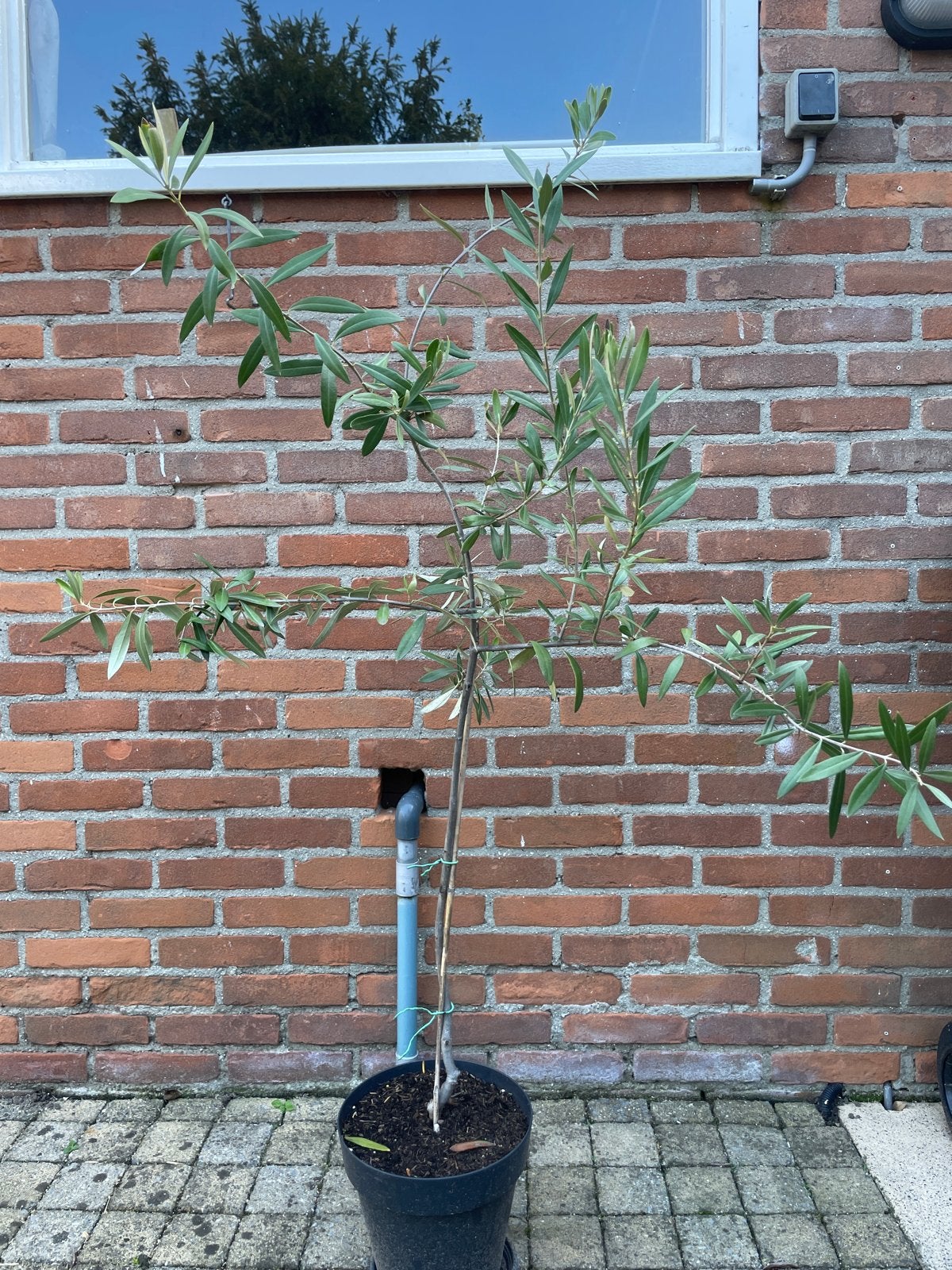 Jonge Olijfboom in pot - Perfect voor terras of tuin, Volle zon, Vaste plant, Lente, Ophalen