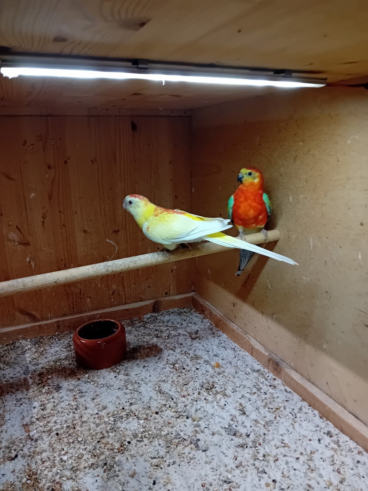 stel roodruggen, Dieren en Toebehoren, Meerdere dieren, Dwergpapegaai of Agapornis