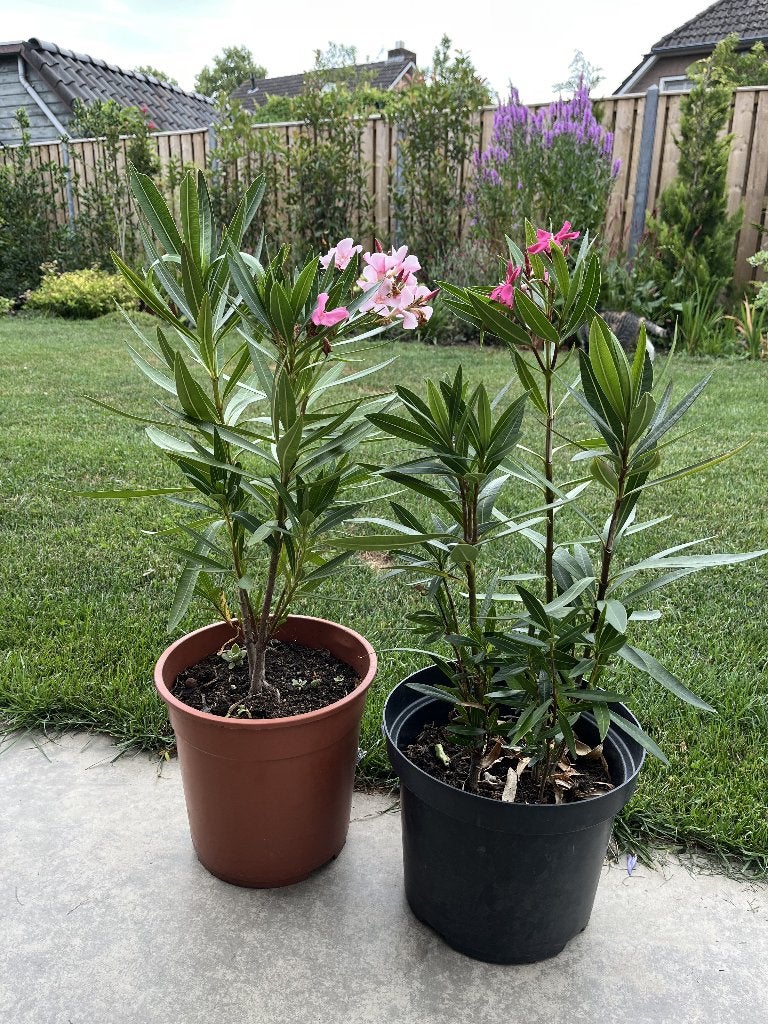 Oleander, Tuin en Terras, Volle zon, Vaste plant, Zomer, Ophalen