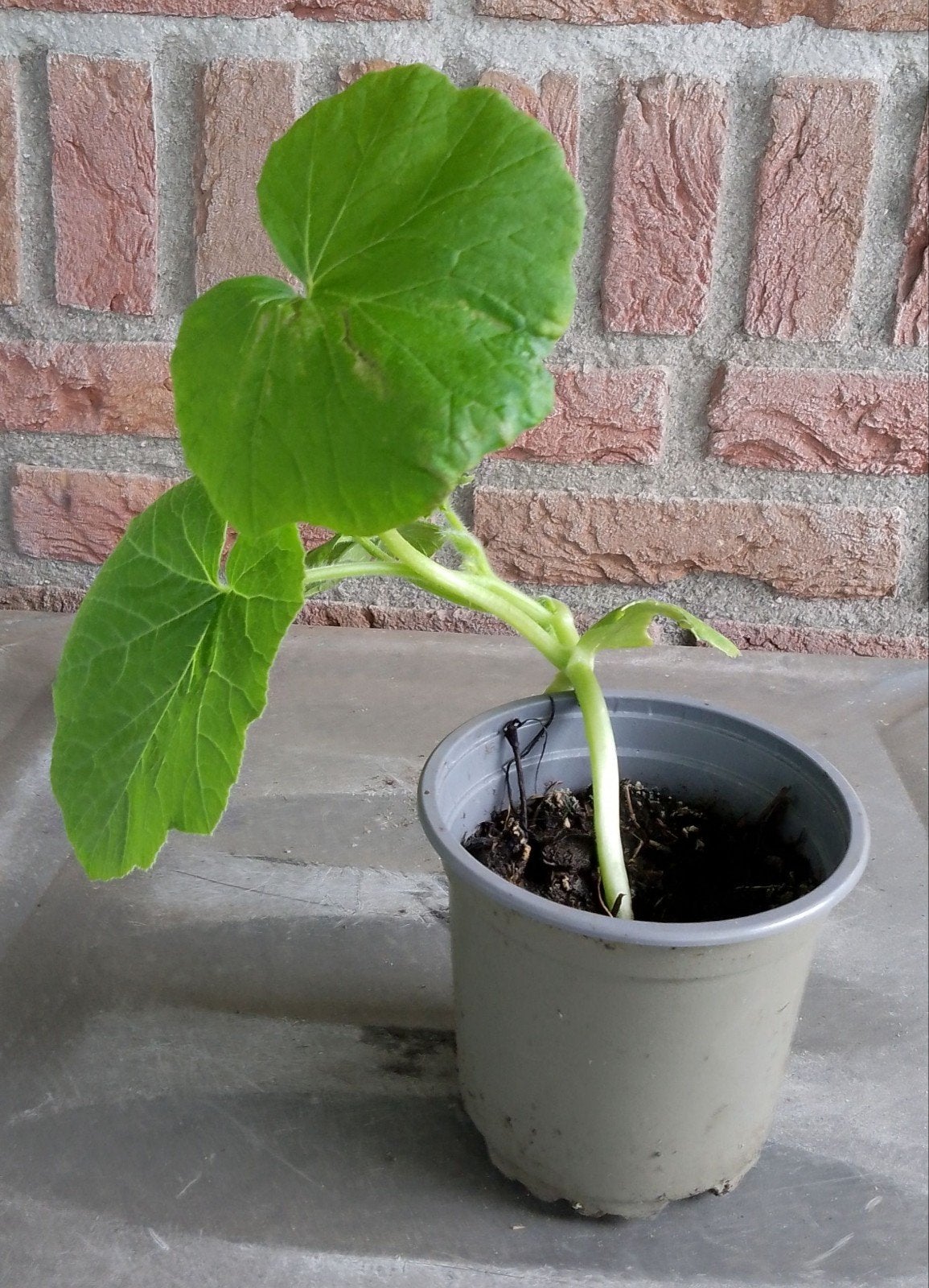 Pompoenplanten, Ushiki Kuri, eetbare pompoen, bio, Ophalen, Volle zon, Groenteplanten, Eenjarig