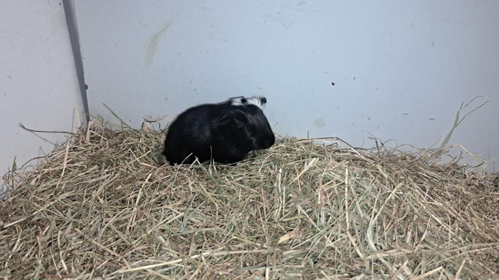 Tamme baby cavia's te koop, Dieren en Toebehoren, Knaagdieren, April, Meerdere dieren, Cavia