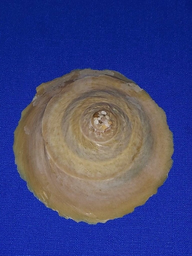 Schelpen, Onustus inducus, Ophalen of Verzenden, Schelp(en)