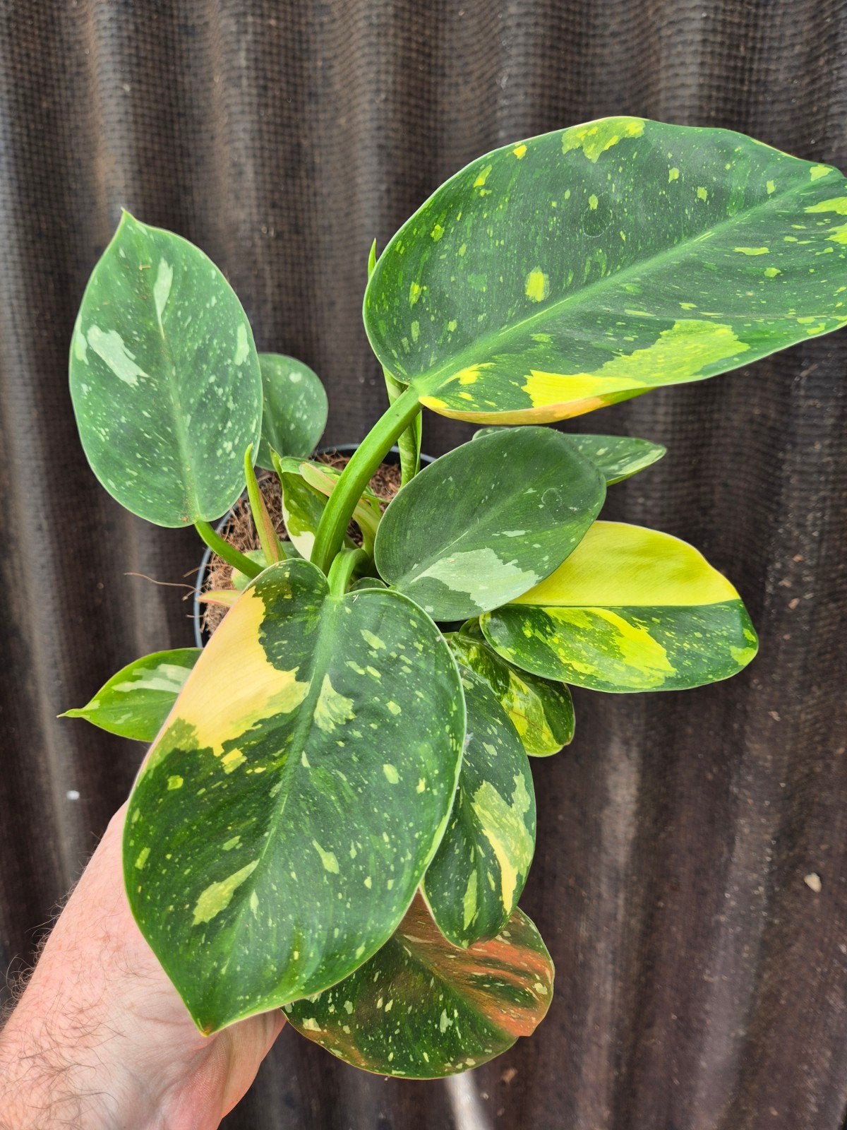 Philodendron Green Congo Variegata p14 (5), Ophalen of Verzenden, Halfschaduw, Minder dan 100 cm