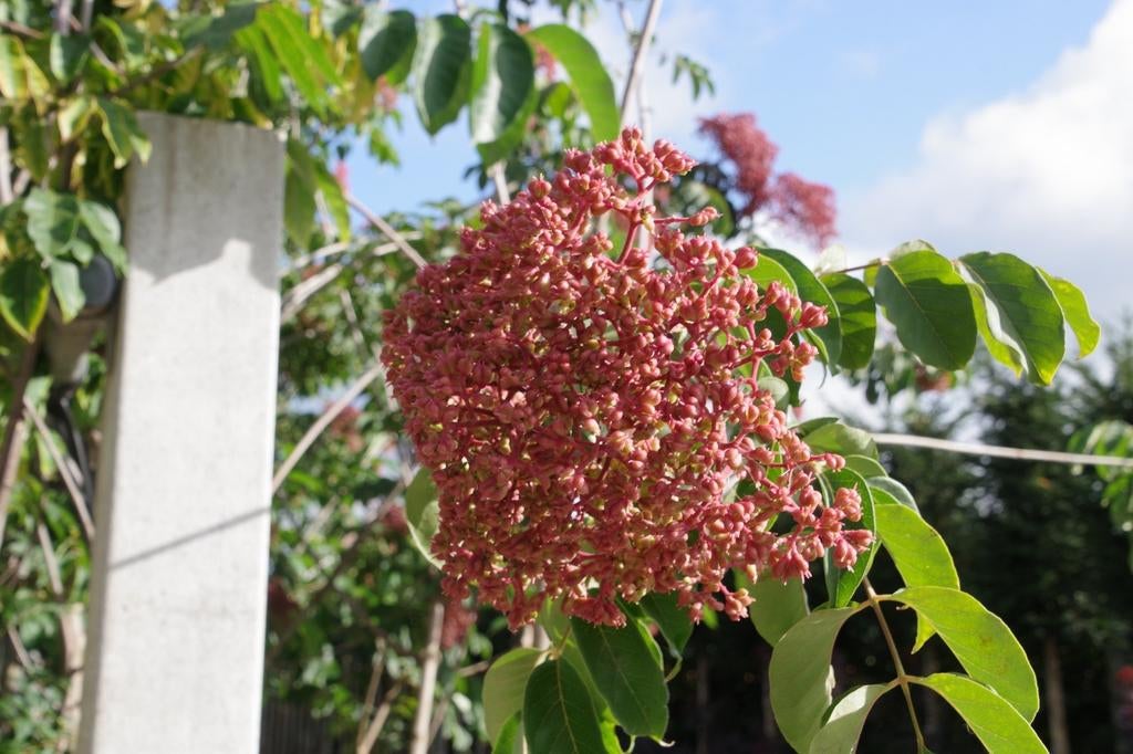 Tetradium Danielli Bijenboom - Meerstammig diversiteit, Tuin en Terras, Planten | Bomen, 250 tot 400 cm, Zomer, Volle zon, In pot