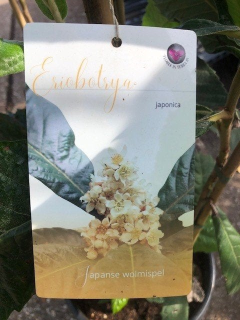 Japanse Wolmispel, Eriobotrya japonica, hoogte 180 cm, Ophalen of Verzenden, Overige soorten, Struik, 100 tot 250 cm