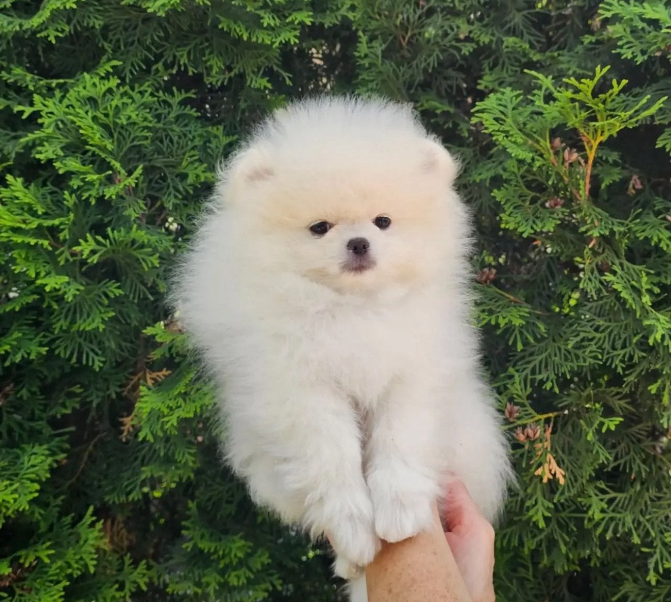 Pomeranian pups, Nederland, Keeshond, 8 tot 15 weken, Parvo