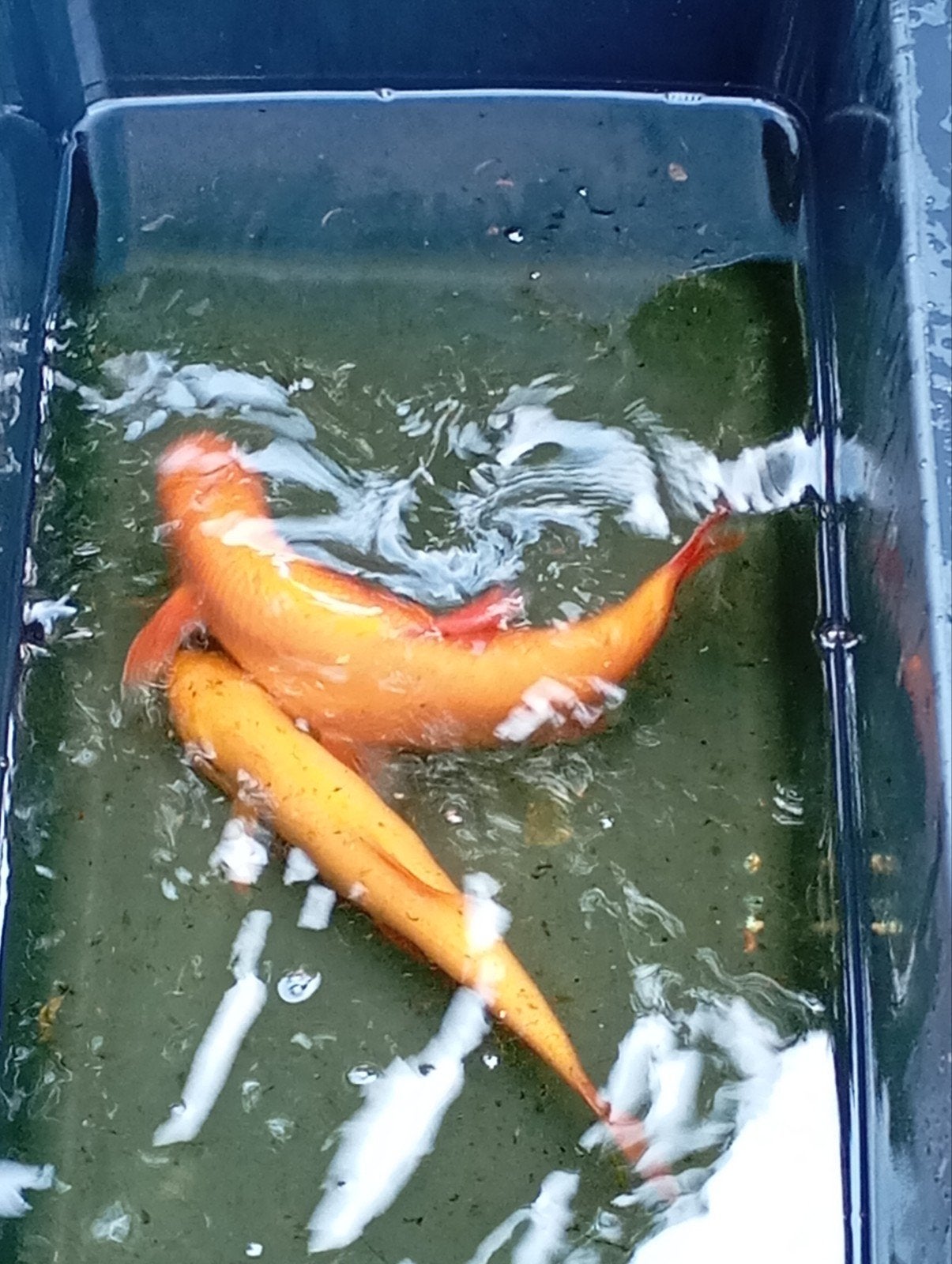 Goudwinde groot  35 cm, Dieren en Toebehoren, Karper of Koi