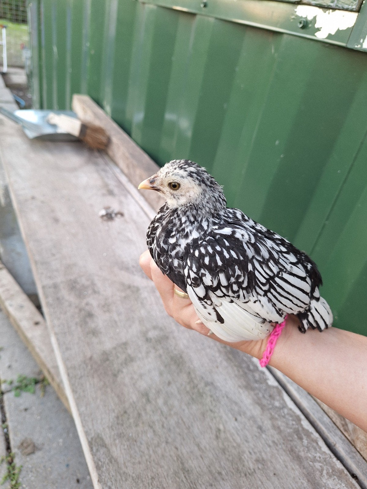 sebright kuikens, Dieren en Toebehoren, Meerdere dieren, Kip