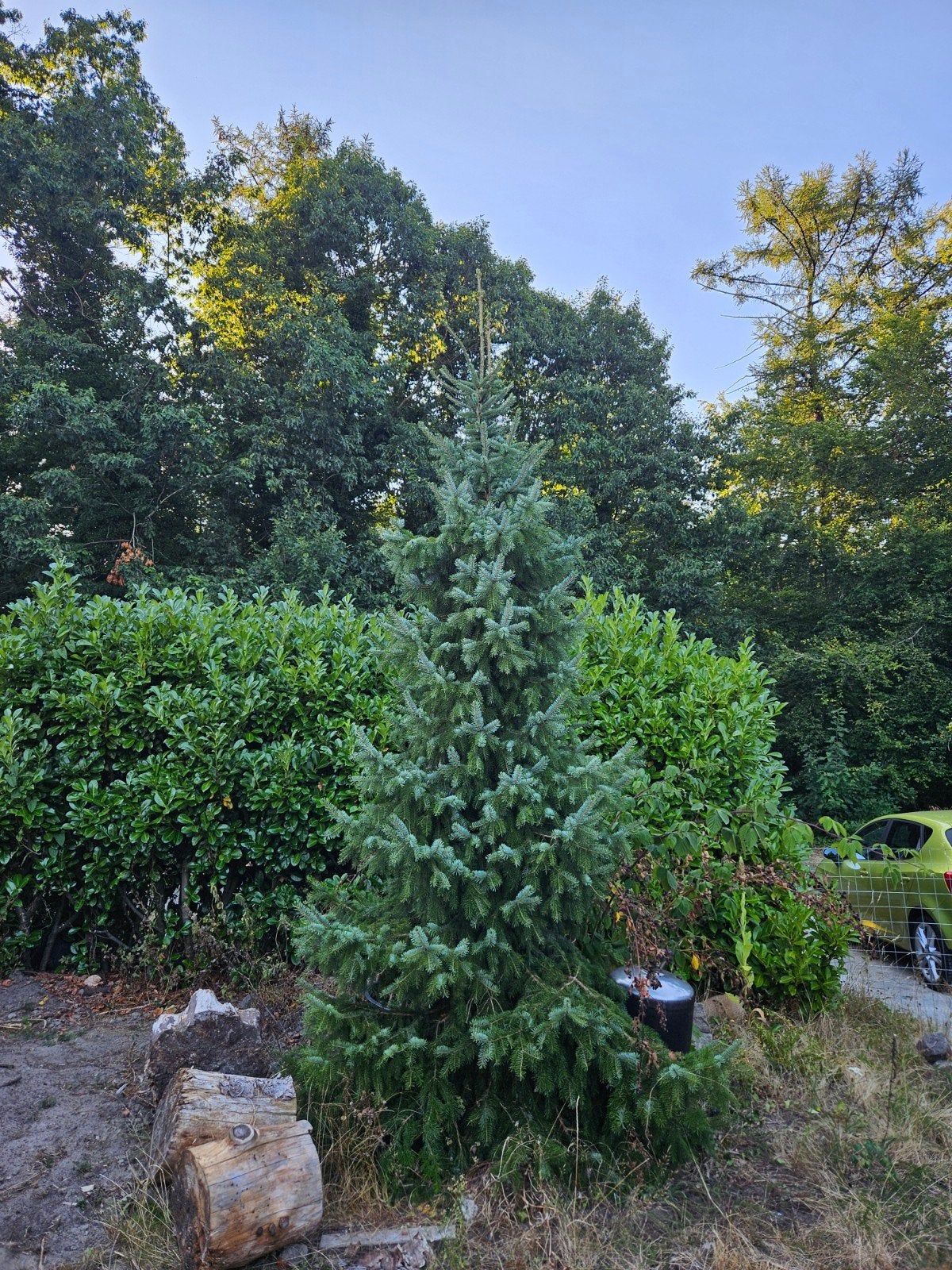 Gratis dennenboom, circa 5 meter hoog, Tuin en Terras, Planten | Bomen, Bloeit niet, Overige soorten, 400 cm of meer, Ophalen