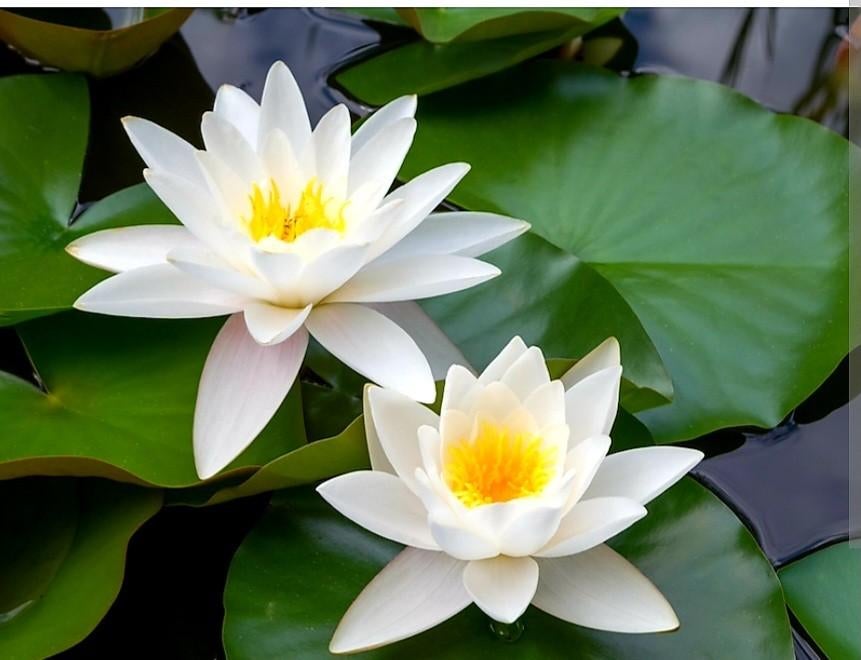 Vijverplanten witte waterlellie, Tuin en Terras, Vijver-toebehoren, Ophalen, Nieuw, Overige typen