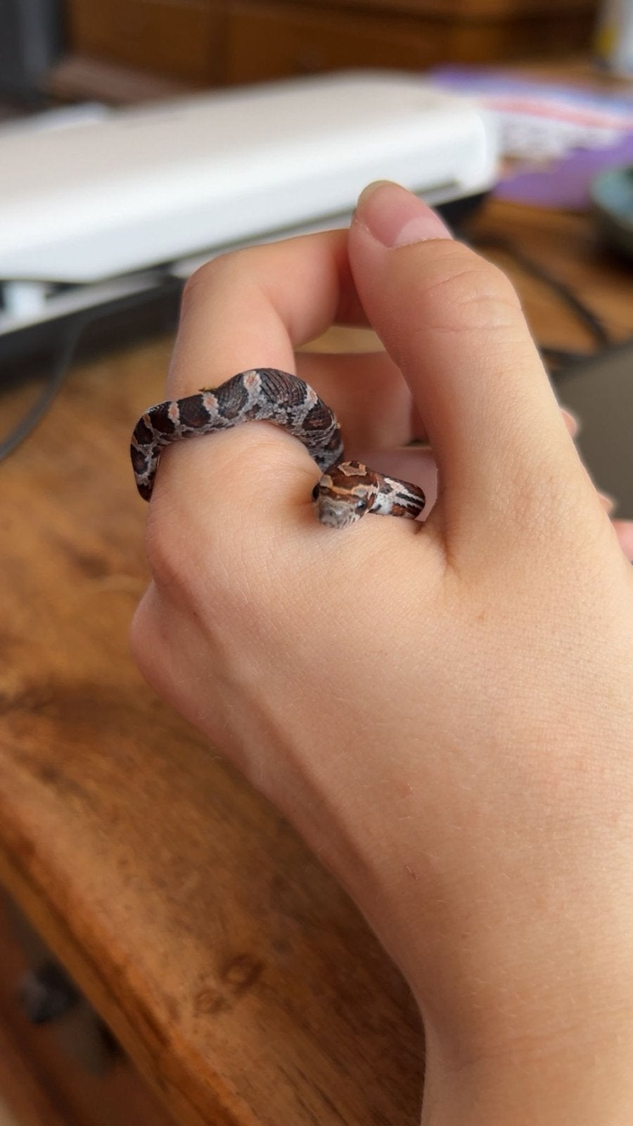 Baby rattenslangen €20 ps Rat Snake - unknown for sale from Mirthe Hofmans