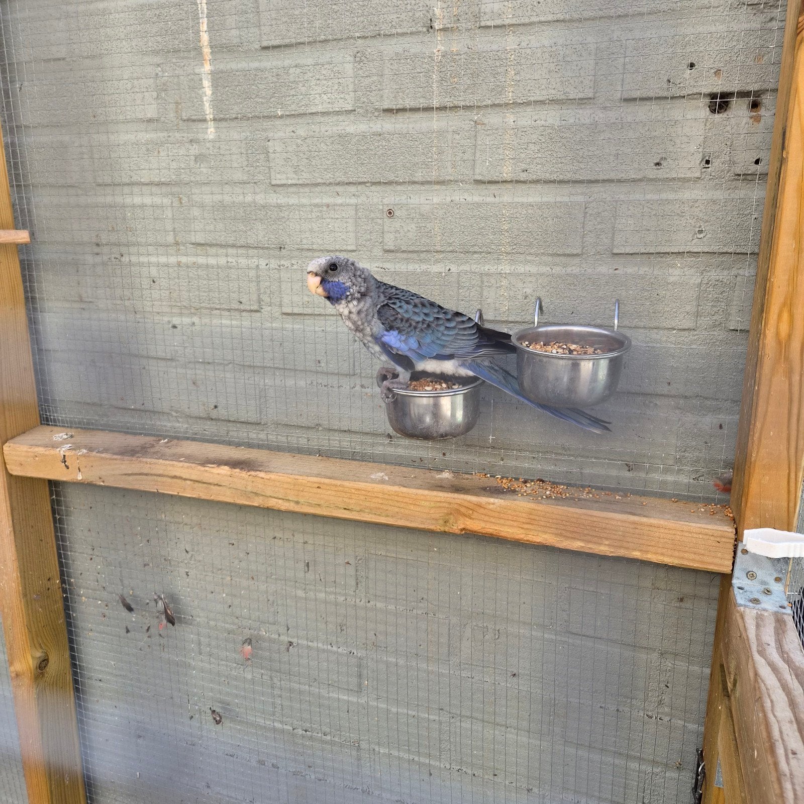 Pennant Rosella jong, Geslacht onbekend, Parkiet