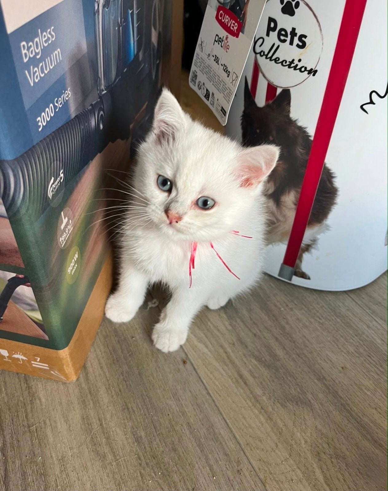 Britse korthaar kitten wit, Kater