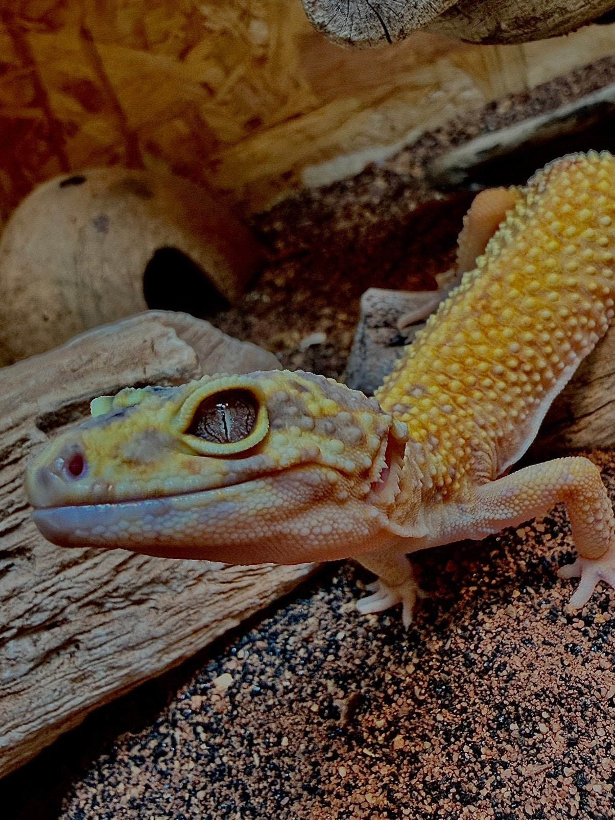 Luipaard gekko vrouwtje Leopard Gecko - female for sale from jh