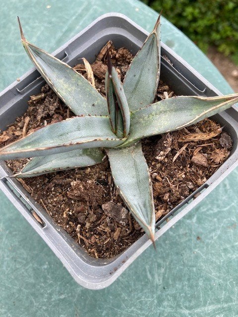 agave victoriae-reginae x scabra, Ophalen of Verzenden, Bloeit niet, Overige soorten, Volle zon