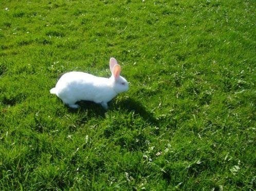 Rex konijn - albino, Vrouwelijk, Middelgroot, 0 tot 2 jaar