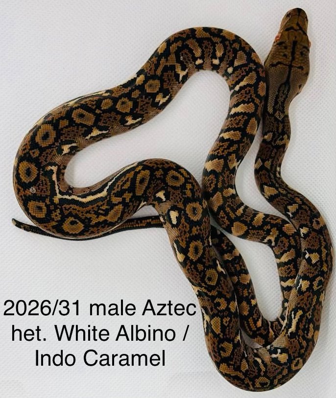 Nakweek Python Reticulatus Reticulated Python photo 21