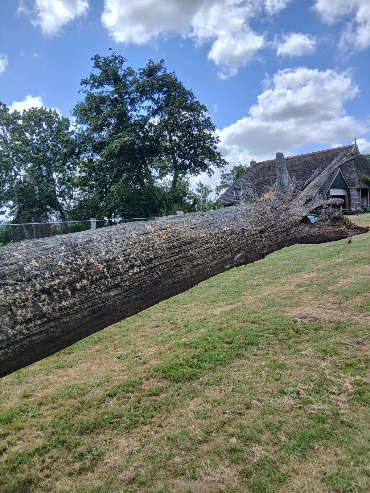 Antiek zeer oud  hout   genoemd kienhout  kunst object grote, Ophalen