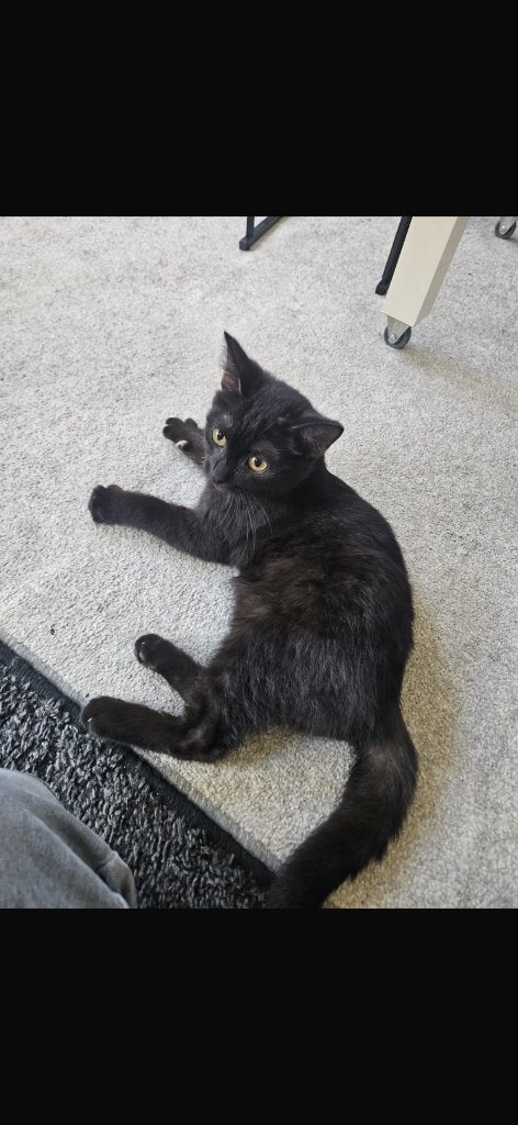 Britische korthaar, Kater, Ingeënt, 0 tot 2 jaar