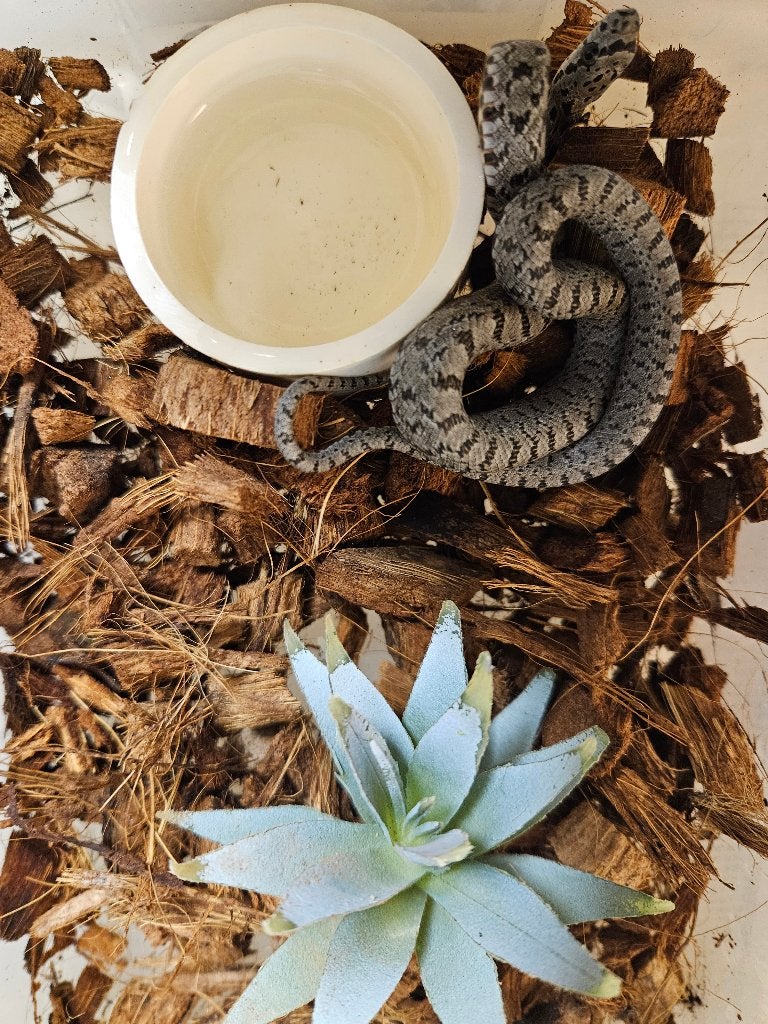 Pantherophis bairdi Bairdi rattenslang Rat Snake photo 5