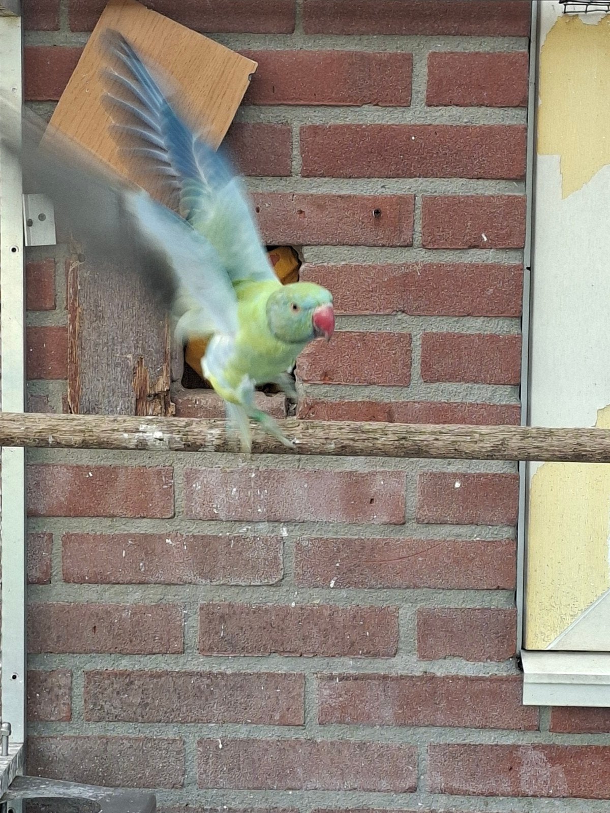 diverse jonge halsbanden niet tam, Dieren en Toebehoren, Meerdere dieren, Parkiet, Tam