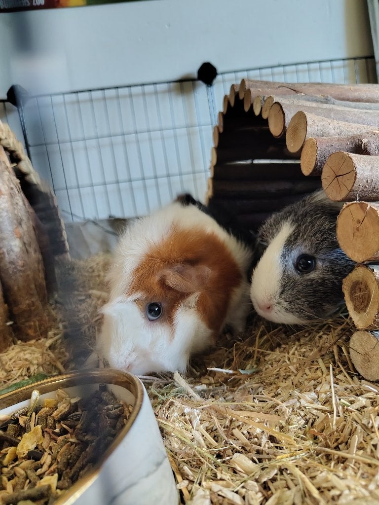 Twee lieve cavias, November, Meerdere dieren, Cavia