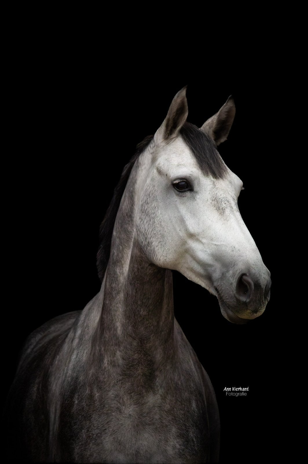7 jarige KWPN merrie, Dieren en Toebehoren, Merrie, Springpaard, 7 tot 10 jaar
