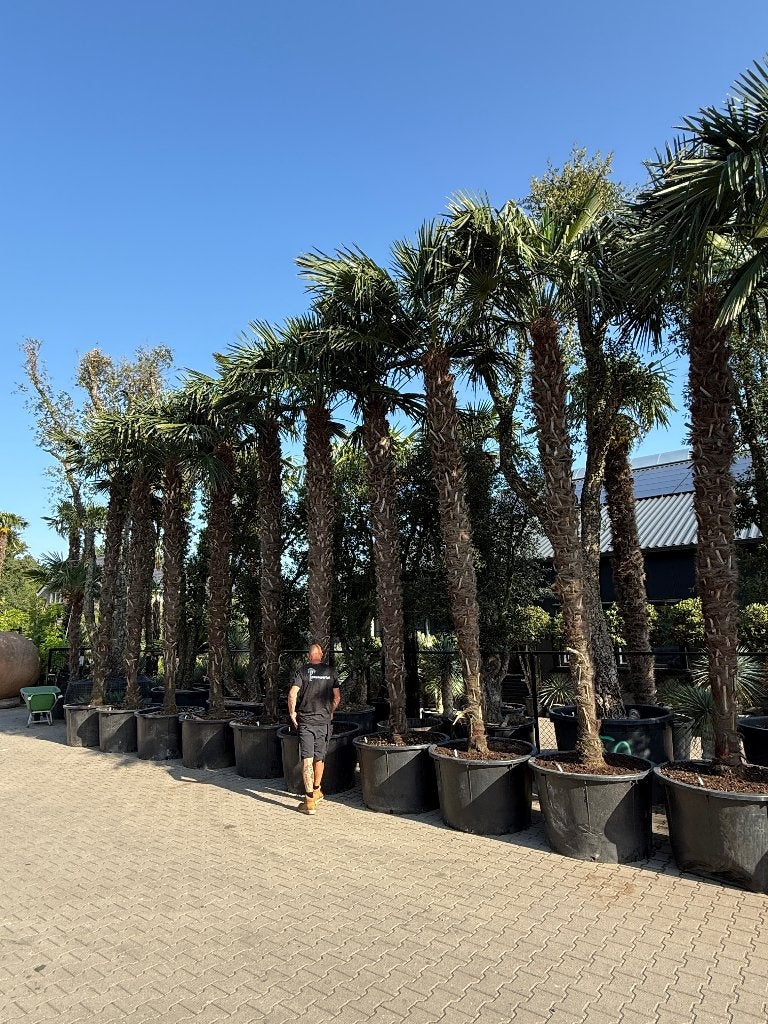 Trachycarpus fortunei palmbomen met stamhoogte 400-450 cm