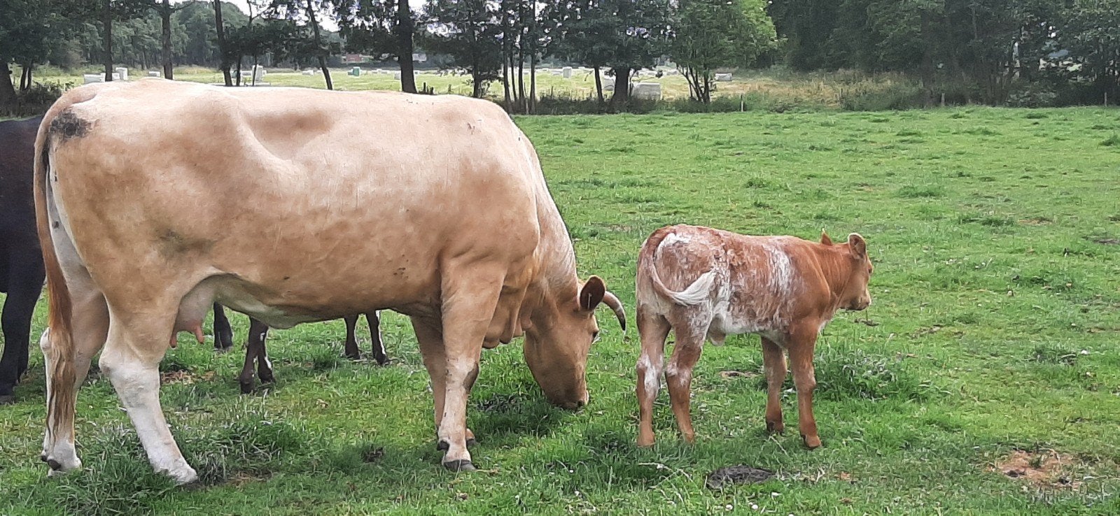 Twee mooie blonde zoogstellen, Dieren en Toebehoren, Vrouwelijk