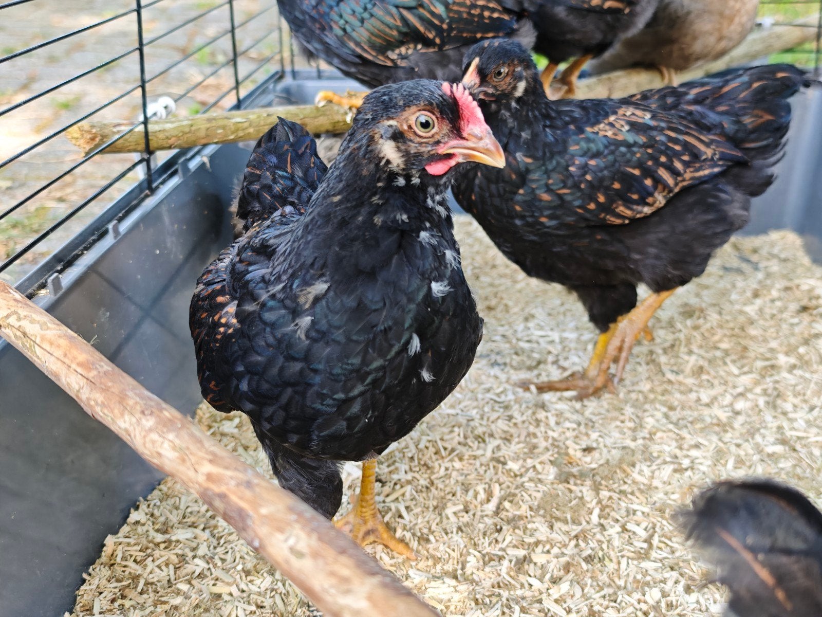 Barnevelder haan groot goud dubbel gezoomd, Mannelijk, Kip