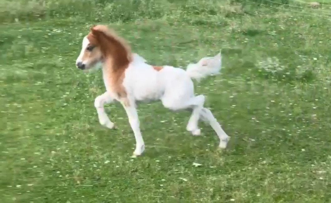 Amha - Amhr - Nmprs & Aspc pony’s **Unieke kans!!**, Met stamboom, Niet van toepassing, A pony (tot 1.17m), 3 tot 6 jaar