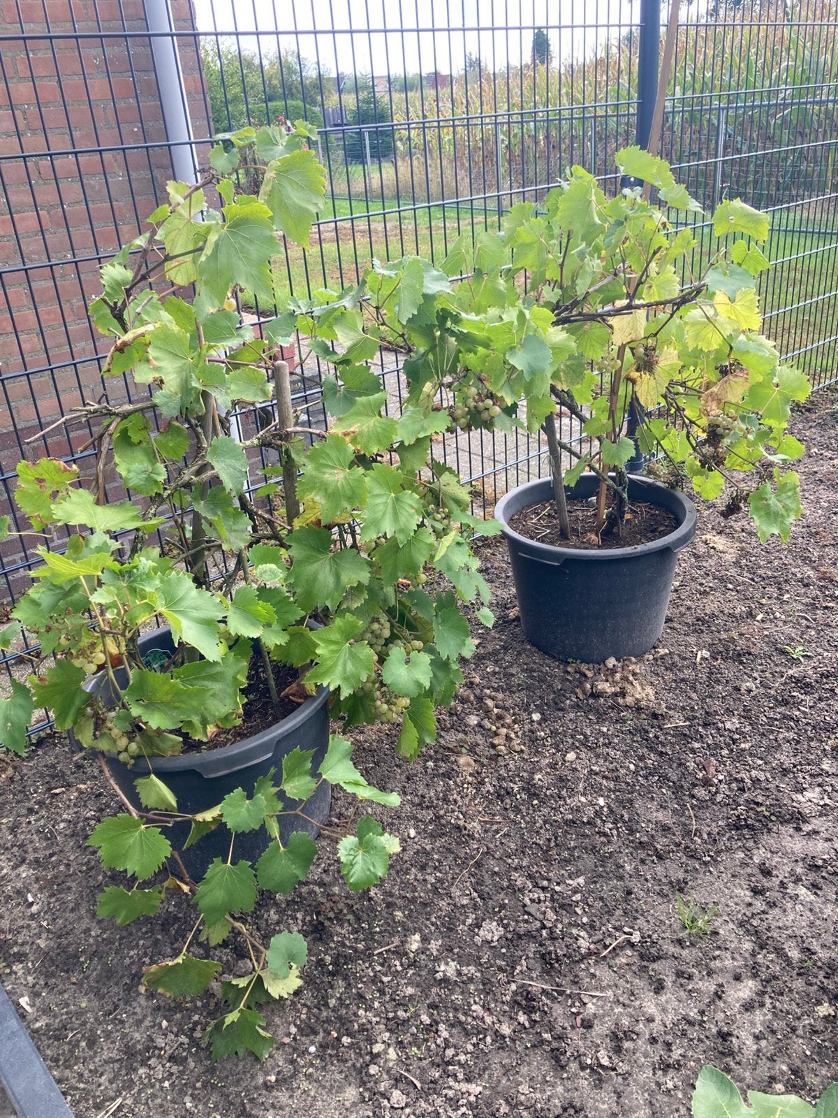 Druivenplanten, Ophalen, Liguster, 100 tot 250 cm