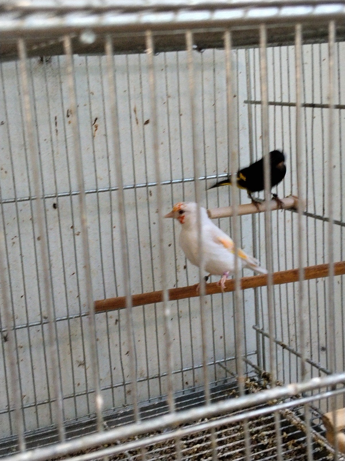koppel zwartesijs _ satienet putter, Dieren en Toebehoren, Meerdere dieren, Wildzangvogel