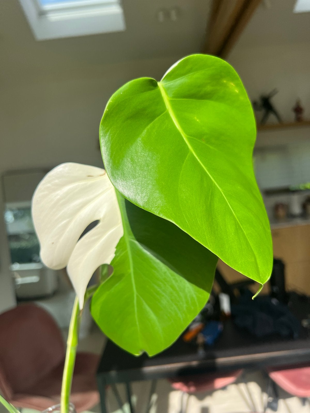 Monstera Albo variegata half moon kopstek met wortels, Vaste plant, Bloeit niet, Halfschaduw, Ophalen