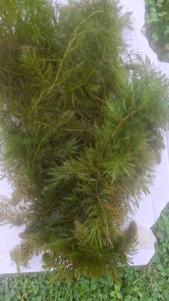 Zuurstof planten, Tuin en Terras, Ophalen