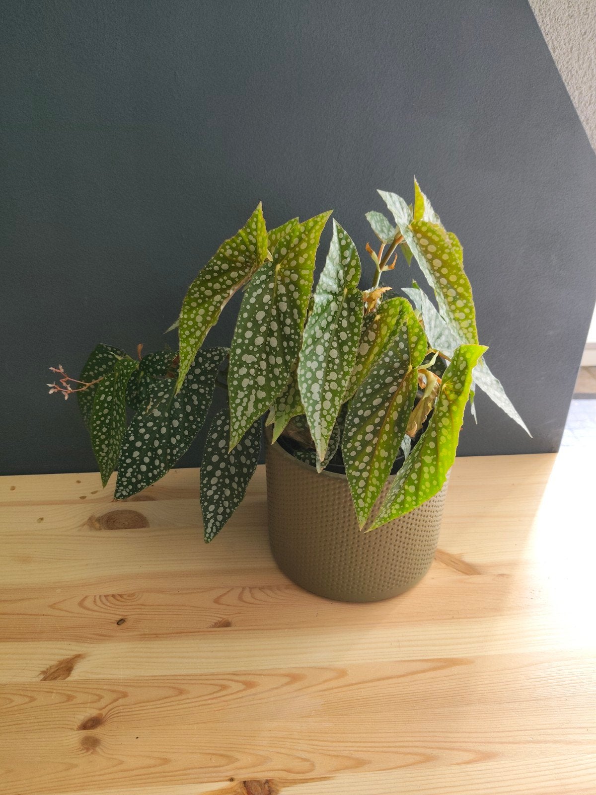 Begonia Tamaya, Huis en Inrichting, Kamerplanten, Ophalen, Halfschaduw, Minder dan 100 cm