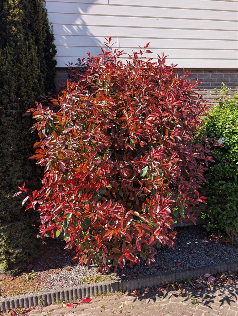 Photonia Red Robin, Ophalen, Overige soorten, 100 tot 250 cm