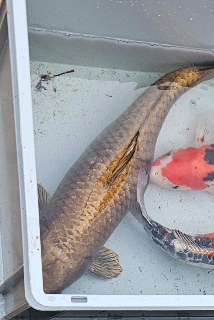 2 kois te koop 50/55 cm, Karper of Koi