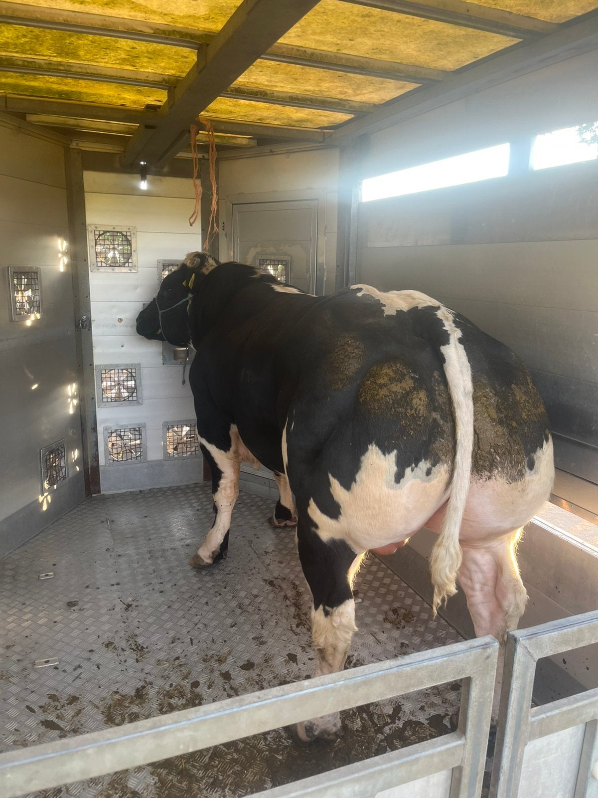 Dikbil streeprugstieren en stierkalveren te koop/te huur, Dieren en Toebehoren, Mannelijk