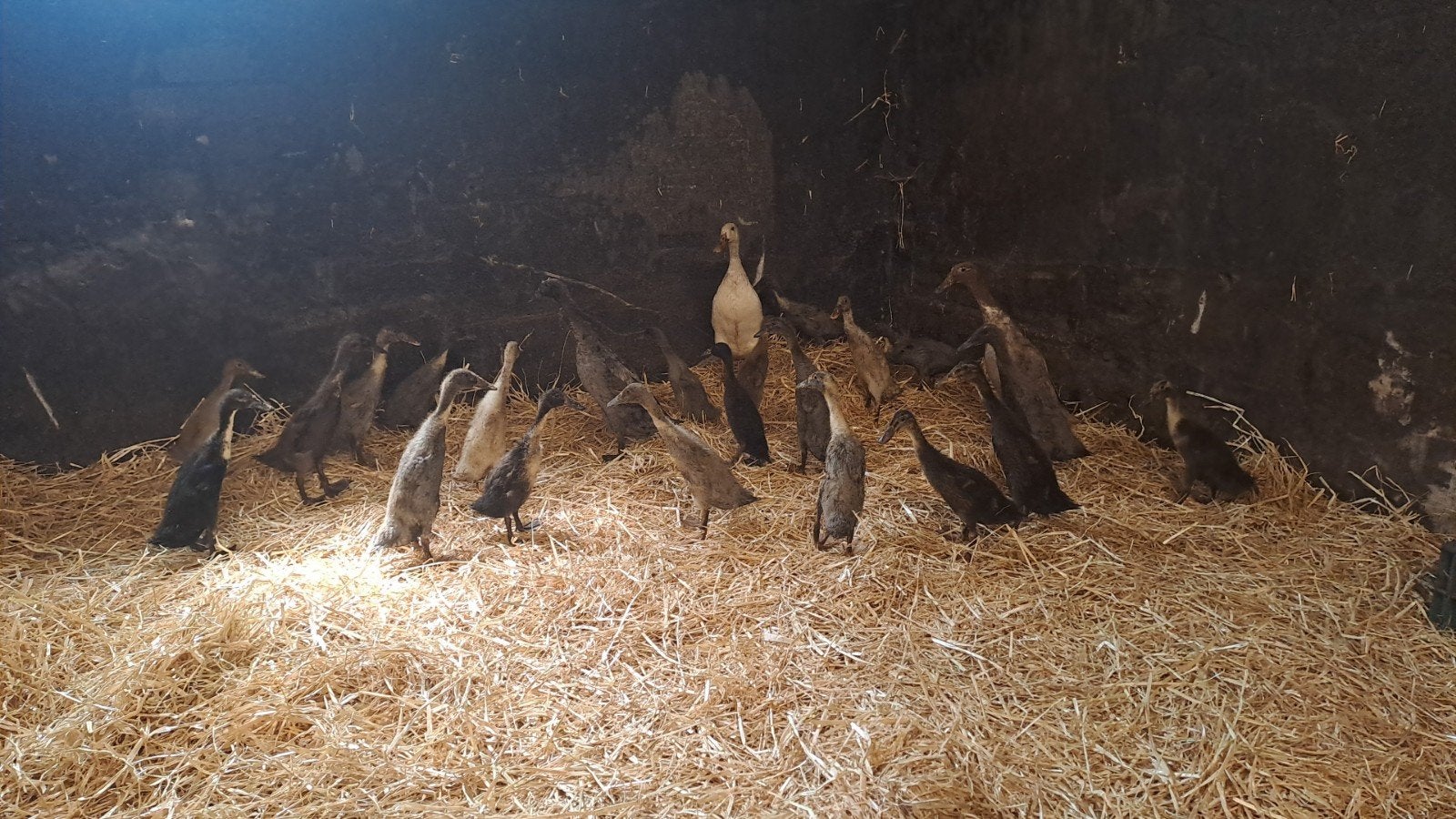 Loopeenden, Dieren en Toebehoren, Meerdere dieren, Eend