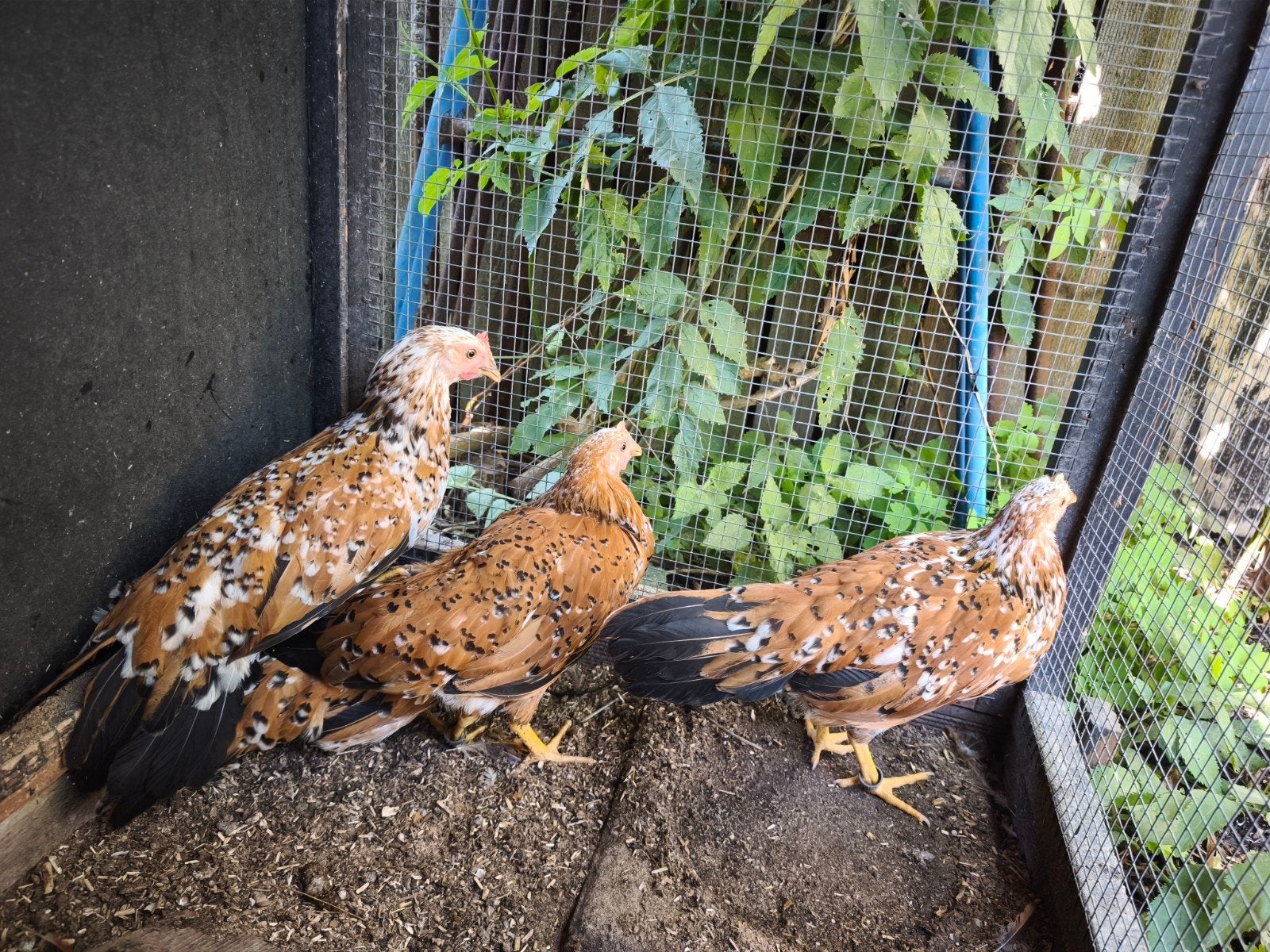 Leghorn porselein hennen, Dieren en Toebehoren, Pluimvee, Vrouwelijk, Kip