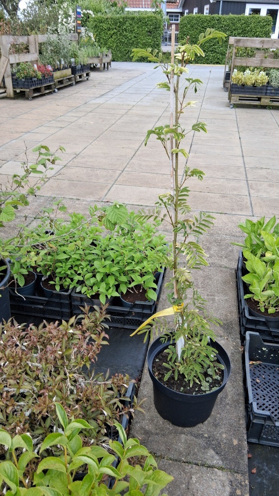 Albizia julibrissin - Perzische slaapboom, Tuin en Terras, Planten | Bomen, Ophalen, Volle zon, Overige soorten