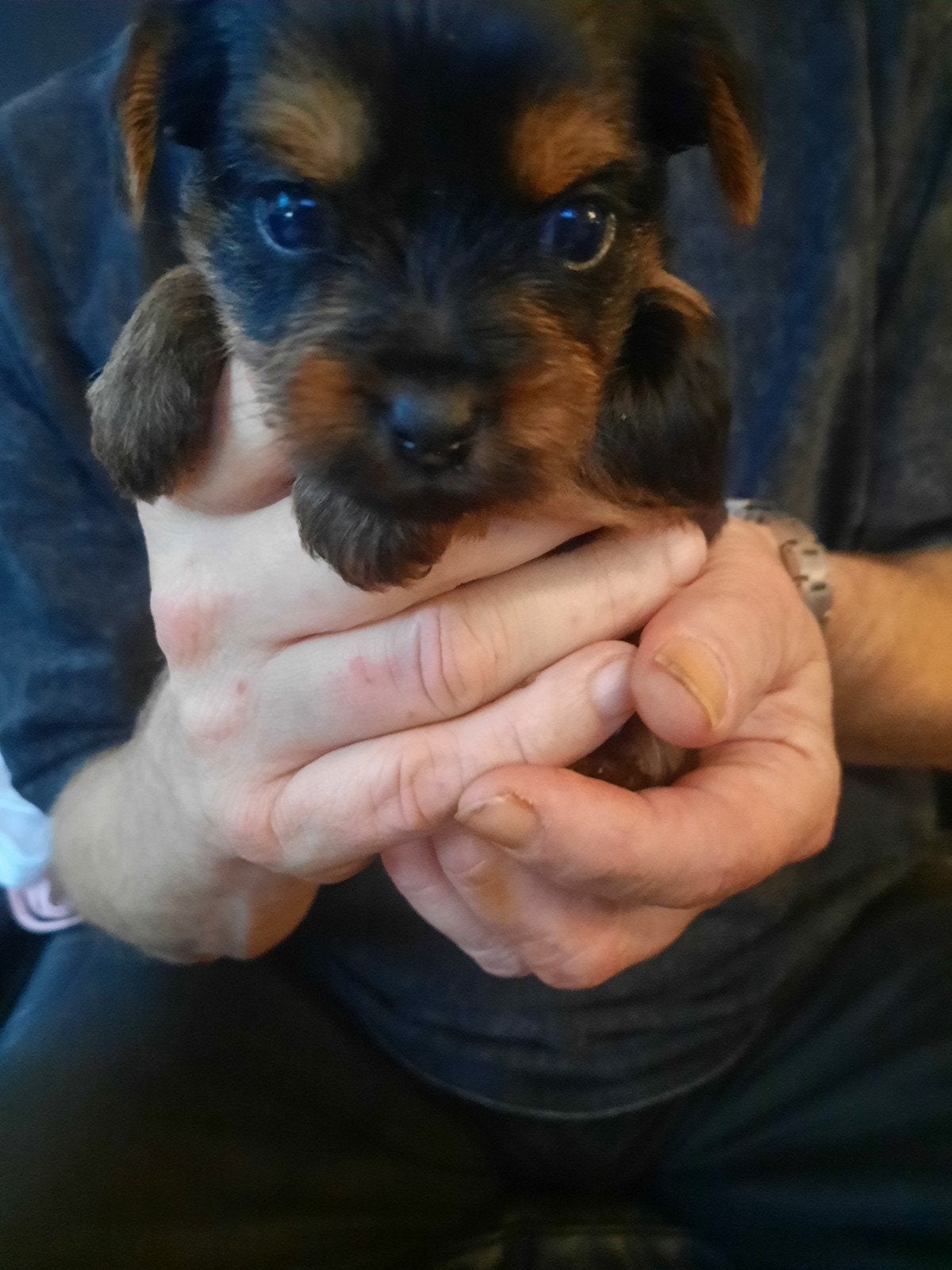 te koop hele mooie Yorkshire Terrier, Dieren en Toebehoren, Yorkshire Terriër, 8 tot 15 weken, Teef, Meerdere