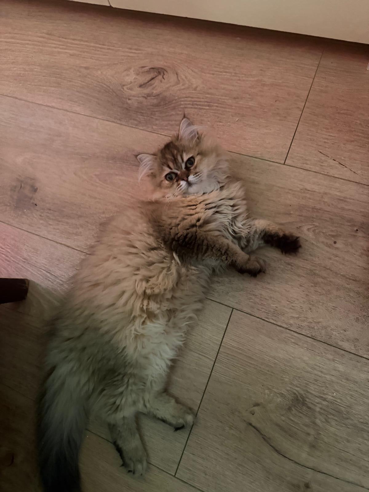 Mooie lieve langharige kittens – 3 maanden oud, Dieren en Toebehoren, Katten en Kittens | Raskatten | Langhaar, Meerdere dieren
