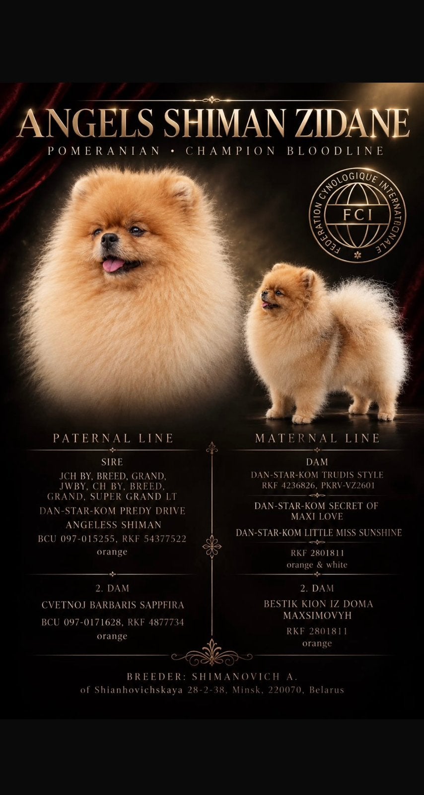 dekreu pomeriaan met fci stamboom ( NIET TE KOOP ), Particulier, Keeshond, Reu, Buitenland