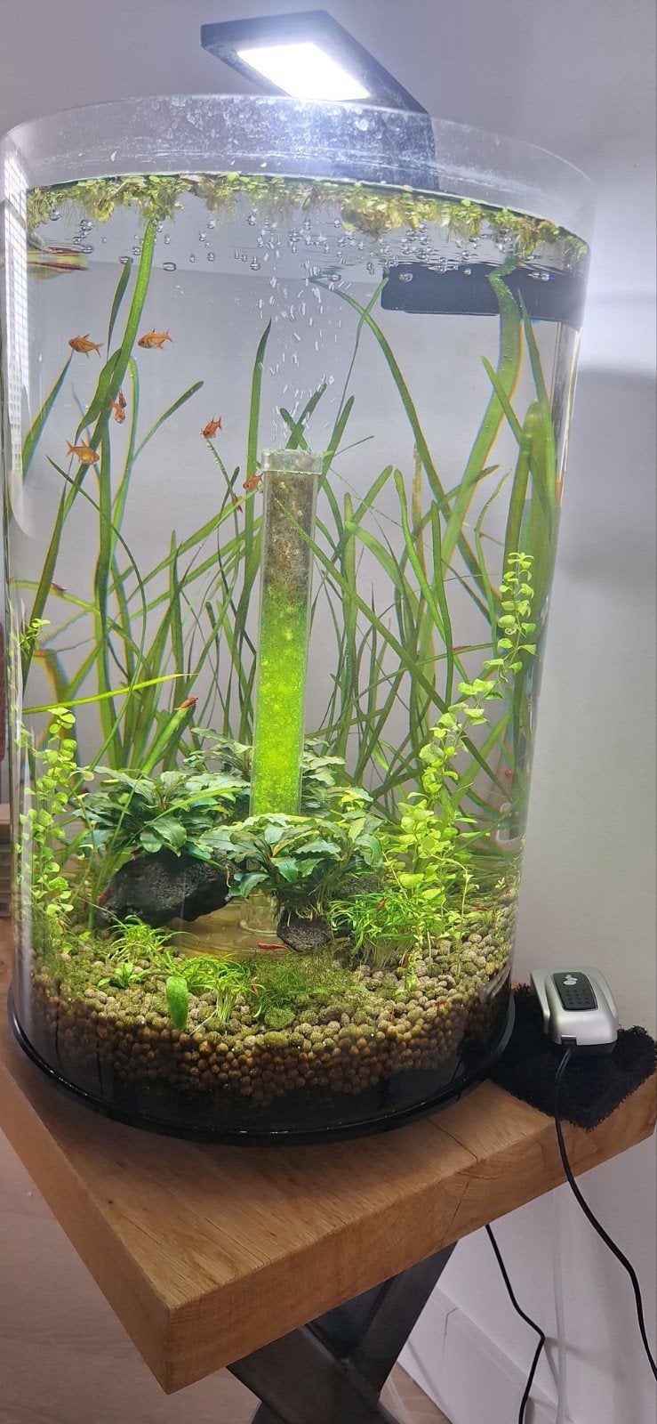 biorb tube met hack aquarium vaas, Ophalen, Inclusief toebehoren, Zo goed als nieuw, Gevuld zoetwateraquarium