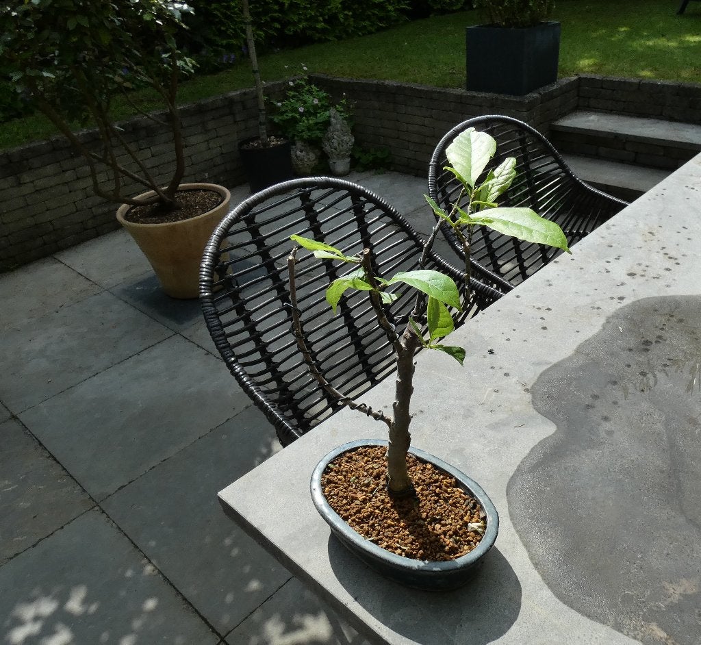 bonsai Magnolia stellata, In pot, Halfschaduw, Lente, Minder dan 100 cm