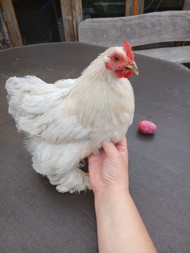 Cochin haantje 15 weken oud, Dieren en Toebehoren, Pluimvee, Mannelijk, Kip